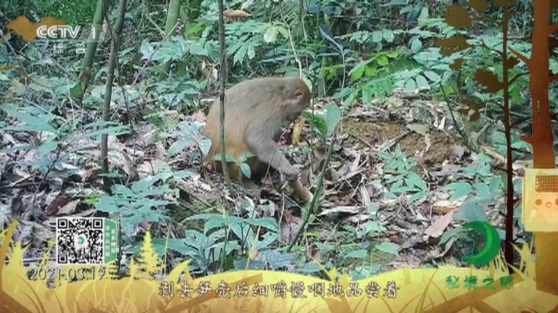 《秘境之眼》 猕猴 20210626