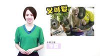 轻松时刻 第二季 一大波动物为何如此犯二 53
