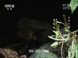 地理中国 《地理中国》 20171229 四季中国·万物并秀