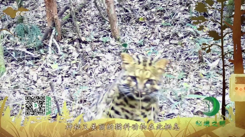 秘境之眼 《秘境之眼》 云豹/云猫 20220422