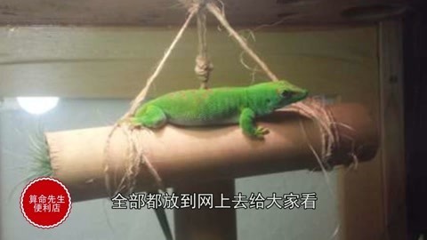 算命先生便利店 壁虎吃自己尾巴全过程