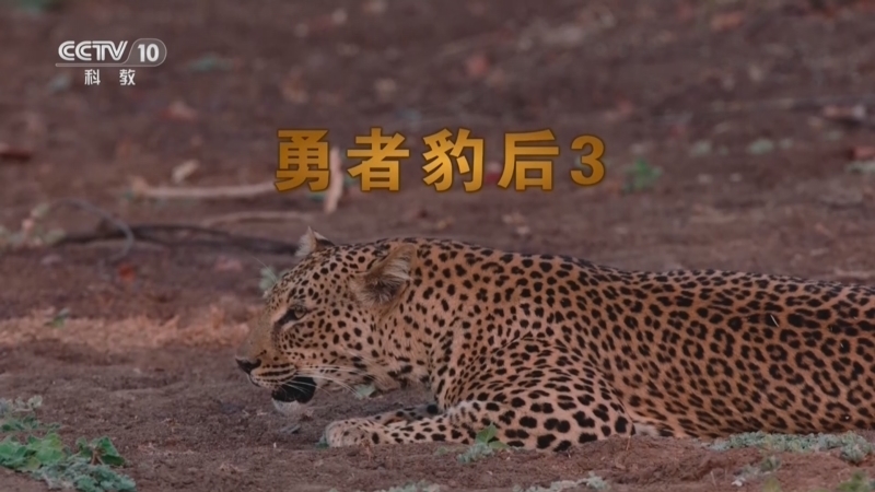 自然传奇 《自然传奇》 20260712 勇者豹后 3