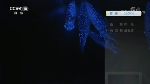 自然传奇 《自然传奇》 20200128 大自然的伪装大师