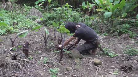 热带雨林荒野求生