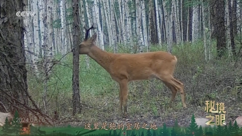 秘境之眼 《秘境之眼》 狍 20250104