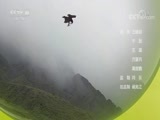 自然传奇 《自然传奇》 20170825 飞翔的天才