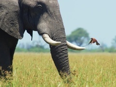 地球脉动 第二季（Planet Earth II ）（普通话版）第5集：草原