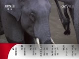 动物世界 《动物世界》 20170809 动物辣妈篇（二）