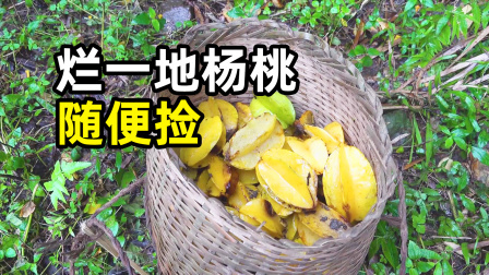 原始丛林人苏门答腊 第二季 独自在野外生存，高大的杨桃树下掉落一地，太可惜了