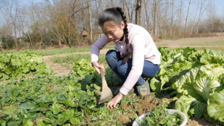 这种被称为“鸭脚板”的野菜，农村人称为“宝贝”