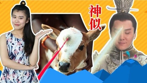囧闻一箩筐 “三只眼”牛犊秒变网红