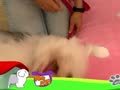 狗狗日记 第207天 我要这个草莓