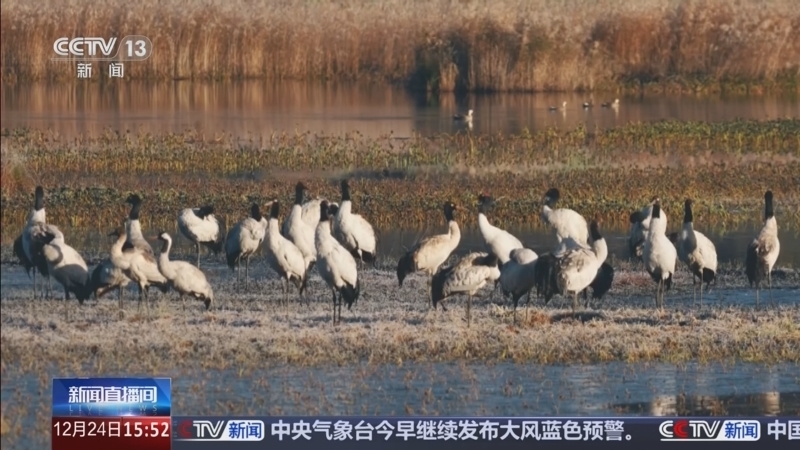 《新闻直播间》 20251224 15:00