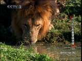 动物世界 动物世界 2010年 第86期