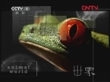 动物世界 《动物世界》 20120223