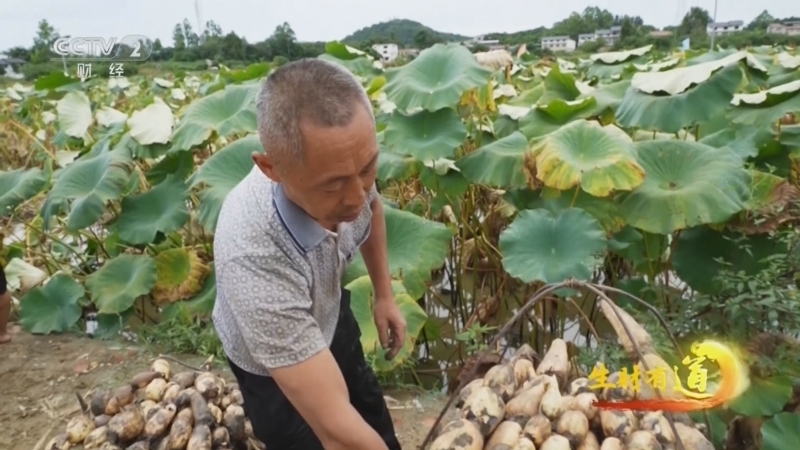 生财有道 《生财有道》 20250923 丰收礼赞：科技赋能说丰年