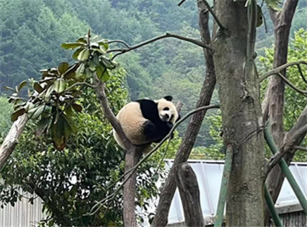 加更版：勇敢鑫鑫崽体操秀