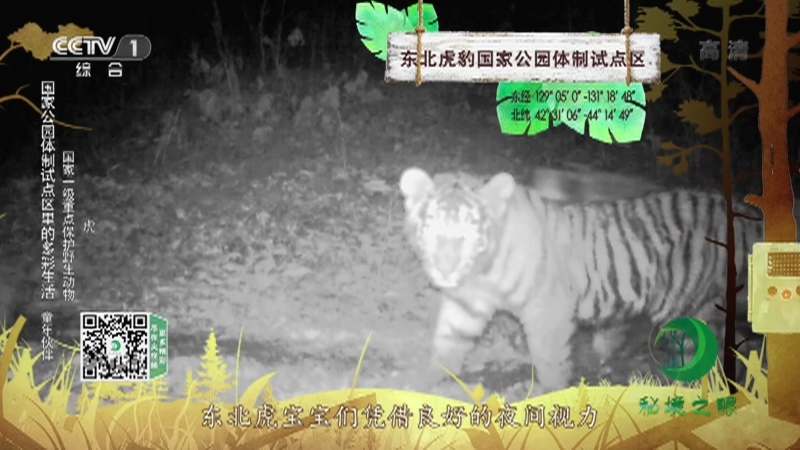 《秘境之眼》 黄喉貂/猞猁/川金丝猴/四川羚牛/虎/荒漠猫/兔狲/雪豹 20211011