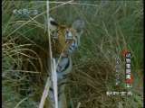 动物世界 动物世界 2010年 第57期