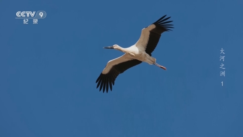 《大河之洲》 第1集 生灵