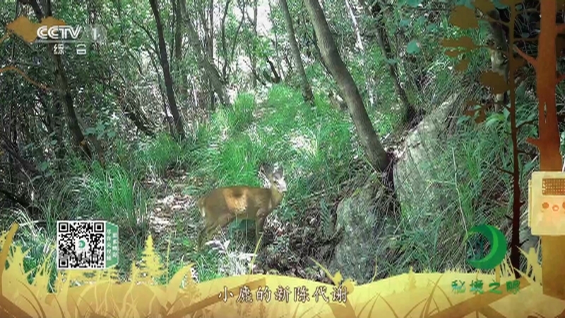 秘境之眼 《秘境之眼》 小麂 20230421