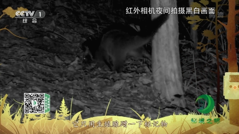秘境之眼 《秘境之眼》 果子狸 20220907
