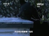 走近科学 《走近科学》 20151022 熊出没