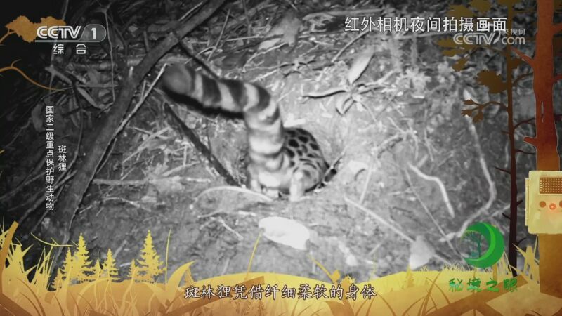 秘境之眼 《秘境之眼》 鼬獾/斑林狸 20230722