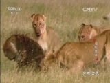 动物世界 《动物世界》 20160220 超级猎手（八）