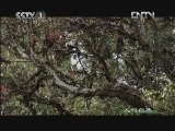 人与自然 《人与自然》 20121216 自然发现 美丽中国-彩云之南（下）