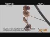 远方的家 百山百川行 第一百九十三集 深入大别山腹地《远方的家》 20140128