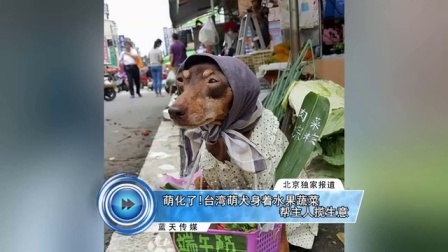 蓝天娱乐快报 2016 7月 萌化了 台湾萌犬身着水果蔬菜帮主人揽生意 160707