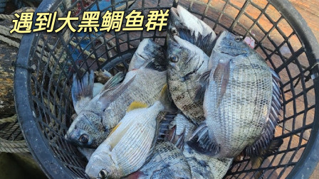 南澳岛赶海日记 广东小伙外海偶遇大黑鲷鱼群，一下上了近20条，还有一条6斤重大真鲷