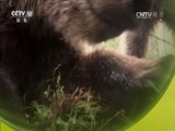 自然传奇 《自然传奇》 20170423 熊宝宝的成长