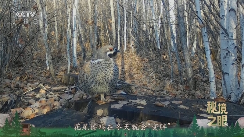 秘境之眼 《秘境之眼》 花尾榛鸡 20260323