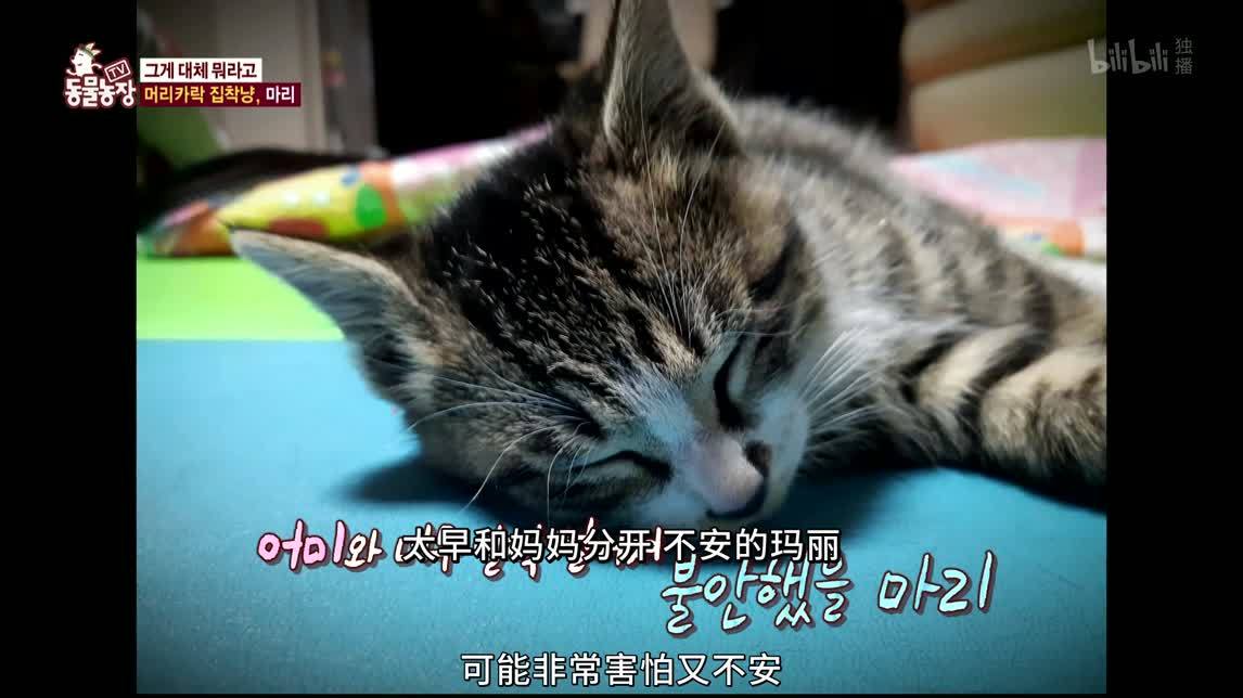 动物农场2020 向着“石头”直进
