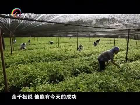 情暖人间 《情暖人间》 20151012 筑梦云南影像志 守护仙草的人