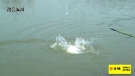 游钓江湖之川内行 第三十一集 秋的记忆+