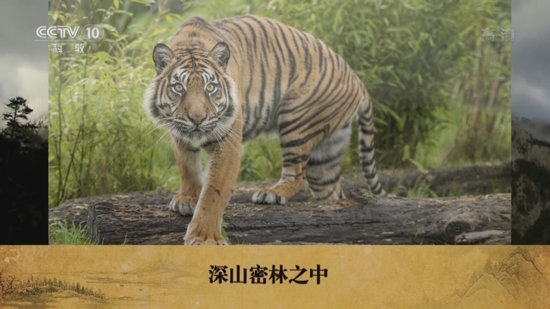 百家讲坛 《百家讲坛》 20220506 趣解三十六计（上部） 15 “调动”的智慧