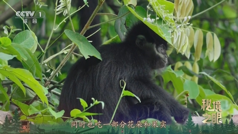 秘境之眼 《秘境之眼》 黑叶猴 20250615