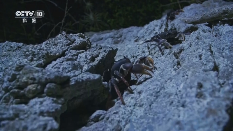 《自然传奇》 20260409 小螃蟹历险记