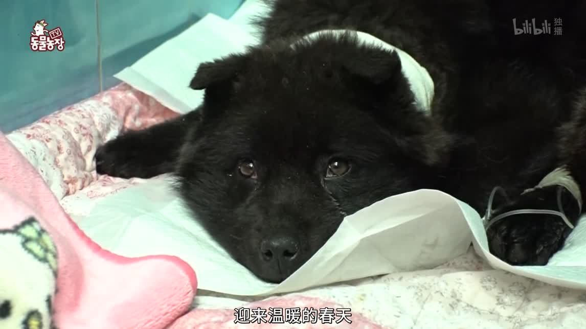 动物农场2020 纠正胖墩哈士奇
