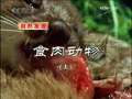 人与自然 食肉动物（上）