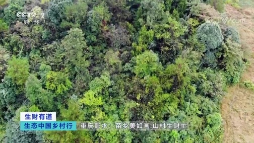 生财有道 《生财有道》 20191210 生态中国乡村行 重庆彭水：苗乡美如画 山村生财忙