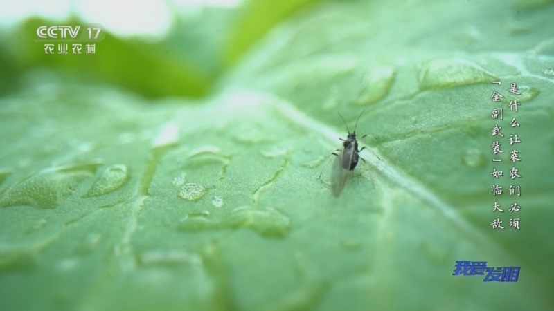 我爱发明 《我爱发明》 20230608 治虫有方