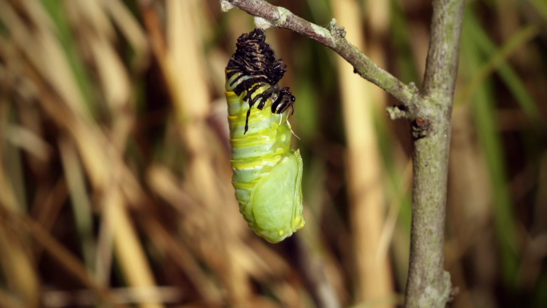 《生灵的远征第一季》第6集