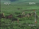 动物世界 《动物世界》 20130629 胡狼——荒野中的舞者（下）