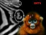 动物世界 《动物世界》 20111007