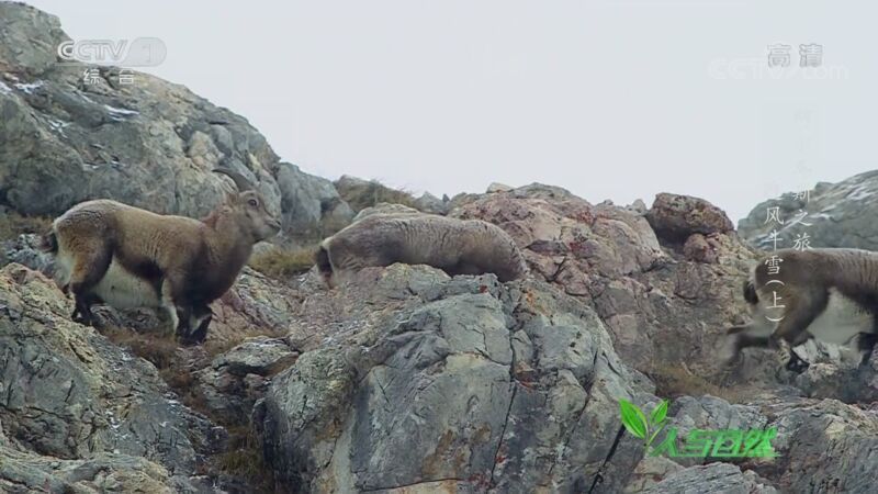 人与自然 《人与自然》 20201122 阿尔卑斯之旅——迎风斗雪（上）