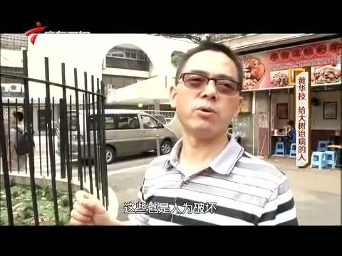凡人大爱 《凡人大爱》 20150514 黄华枝 给大树治病的人